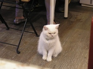 174.猫6.jpg