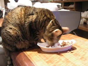 20.極簡の猫4.jpg