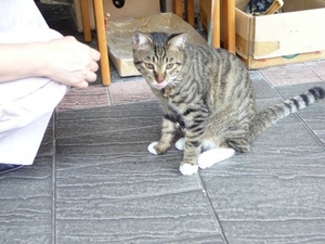 201.民生西路の猫6.jpg