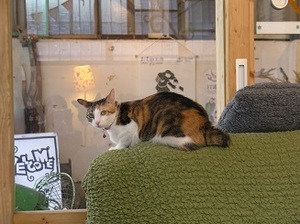 216.KamoGamo猫窩猫9.jpg