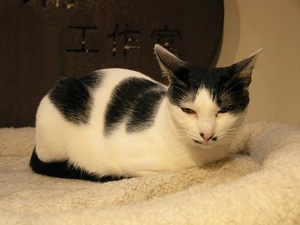 25.極簡の猫8.jpg