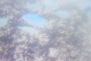 68.魚.jpg