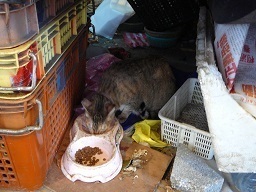 86.八百屋の猫7.jpg